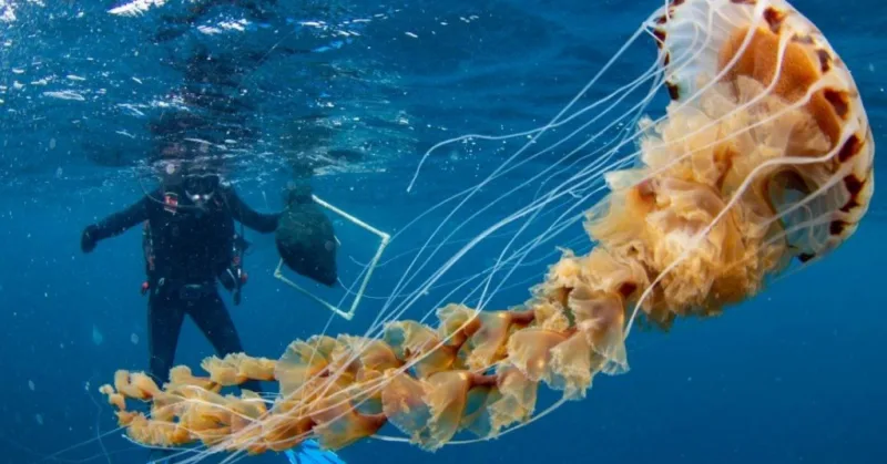 meduza