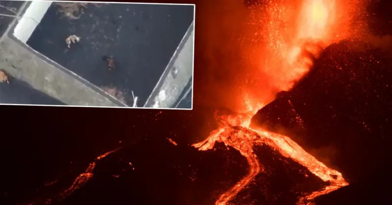lava psi