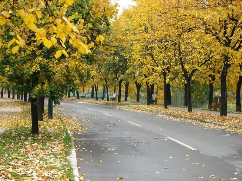 vilsonovo1