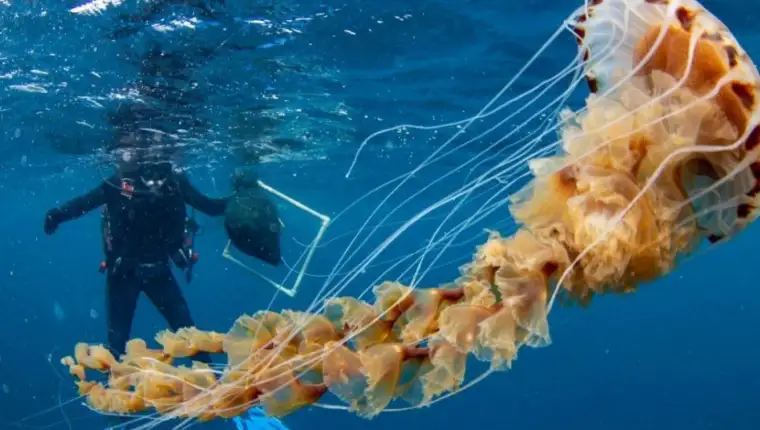 meduza