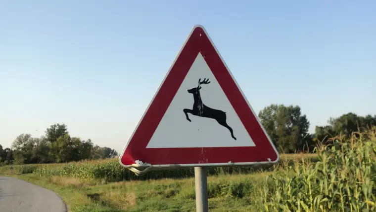 Znak_DIVLJAČ_NA_CESTI