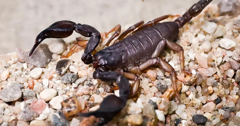 skorpion
