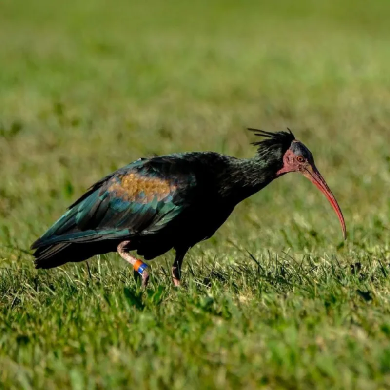 celavi ibis