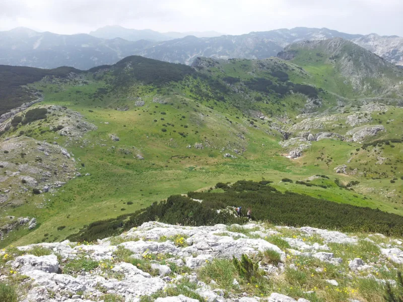 lelija