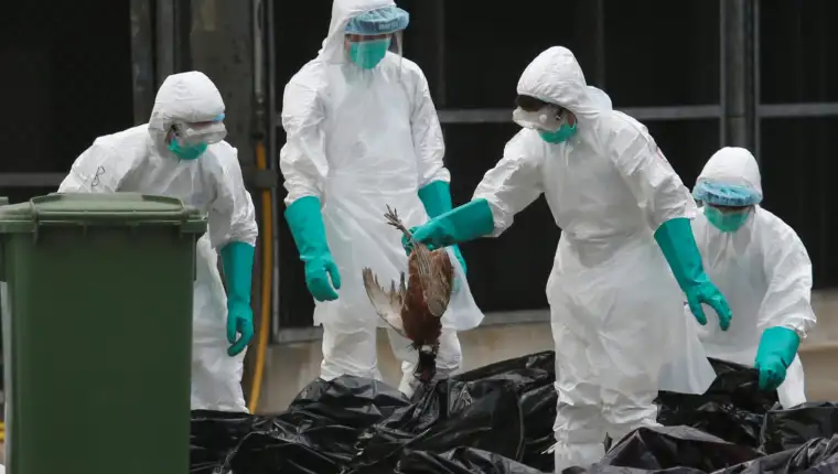 Health officers cull poultry at a wholesale market in Hong Kong