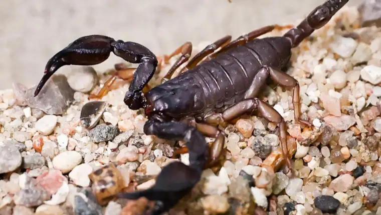 skorpion