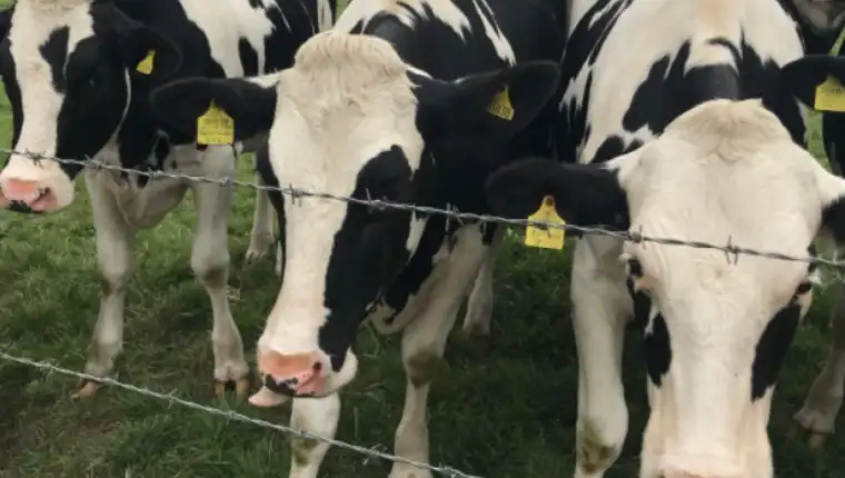 krave 1