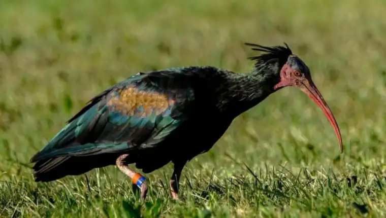 celavi ibis