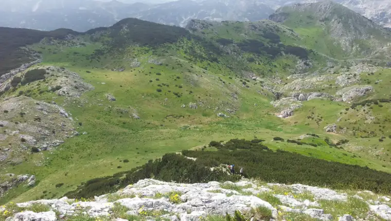 lelija