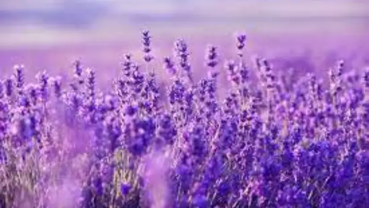 lavanda