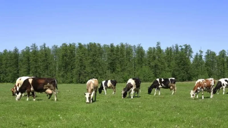 krave