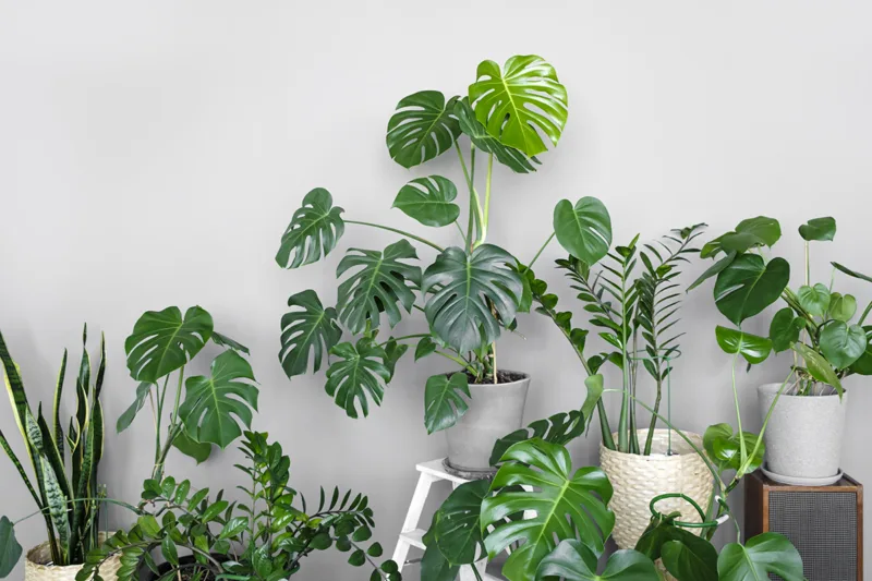 Many modern green plants with various pots in room. Modern home garden composition. Stylish and minimalistic urban jungle interior. Botany home decor with a lot of plants