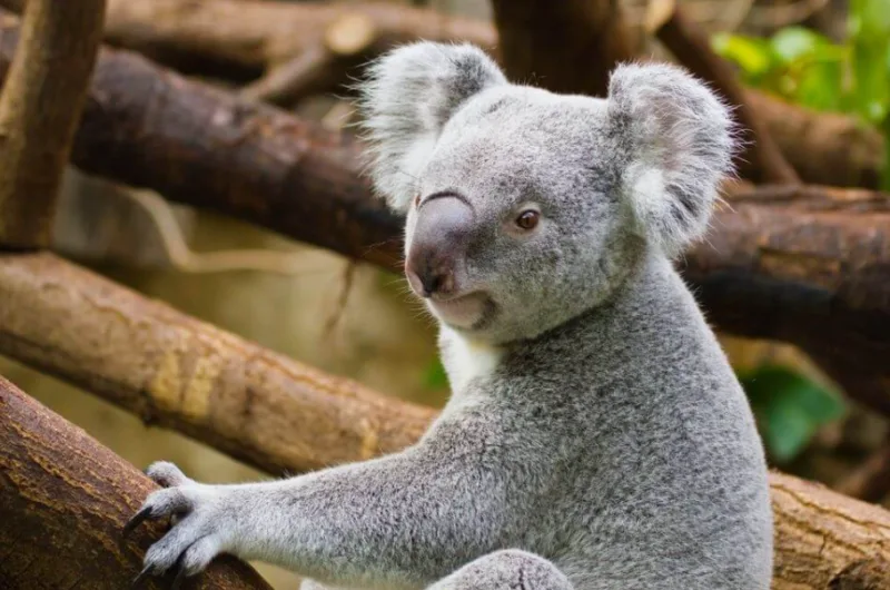 koala 1