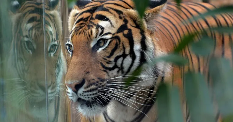 tigar