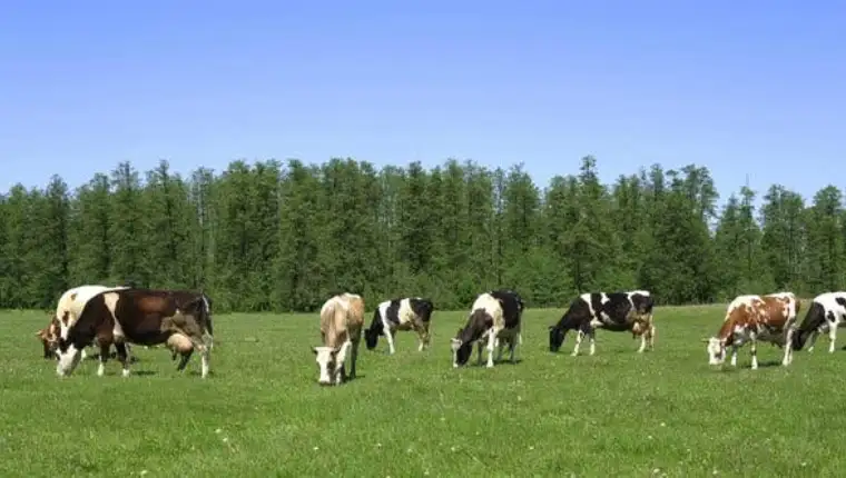 krave