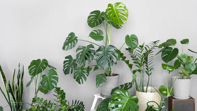 Many modern green plants with various pots in room. Modern home garden composition. Stylish and minimalistic urban jungle interior. Botany home decor with a lot of plants
