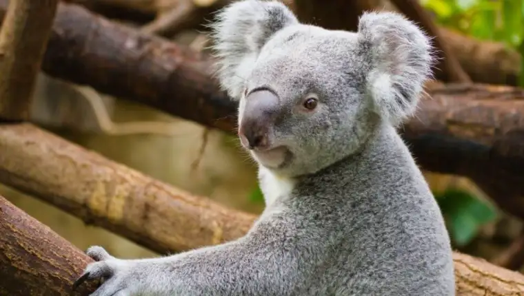 koala 1