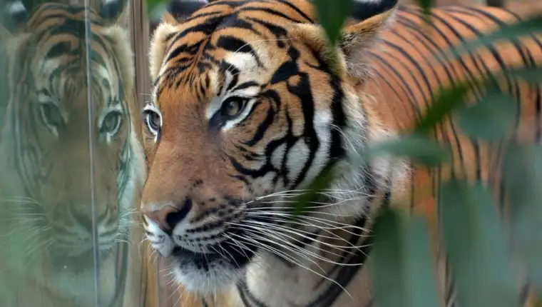 tigar