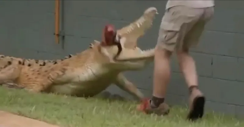 krokodil irwin