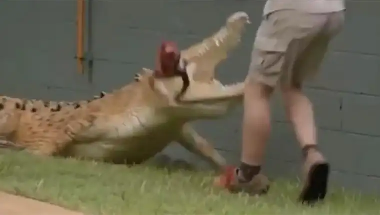 krokodil irwin