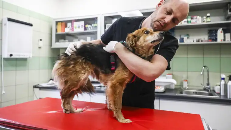 Klinika u Poljskoj pruža sklonište i veterinarsku pomoć životinjama iz Ukrajine