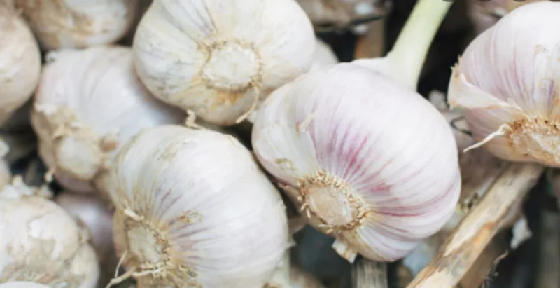 garlic 4