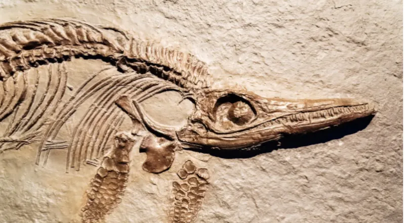ihitosaur 2