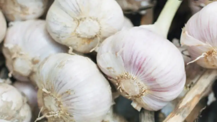 garlic 4