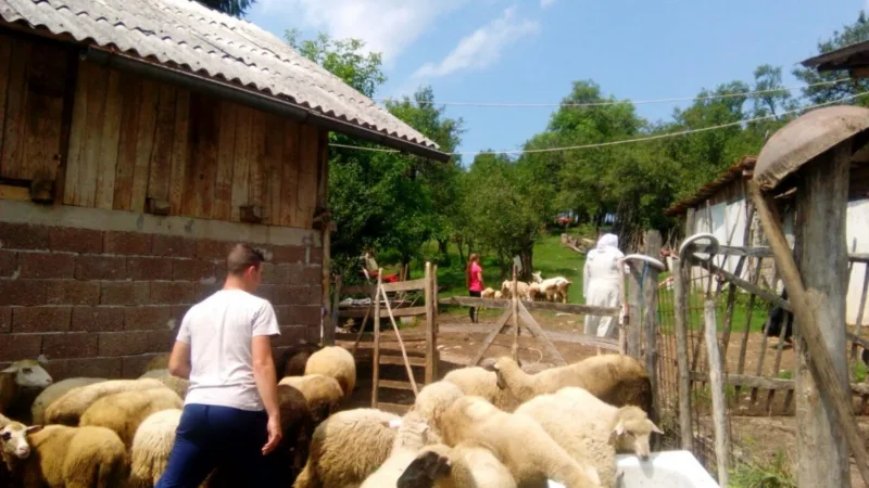 kurbani