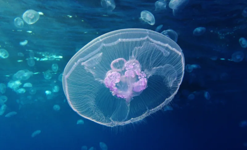 meduza1