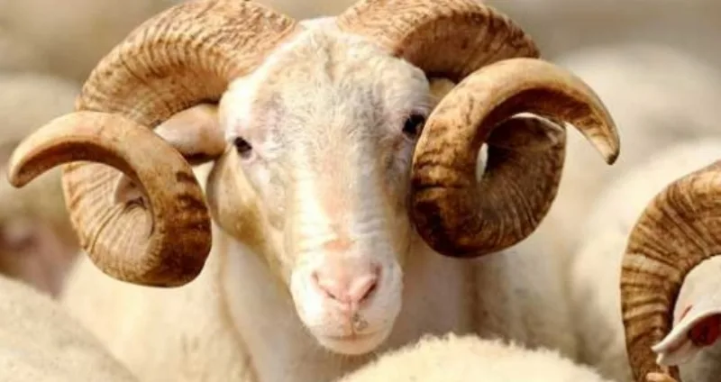 kurban bajram