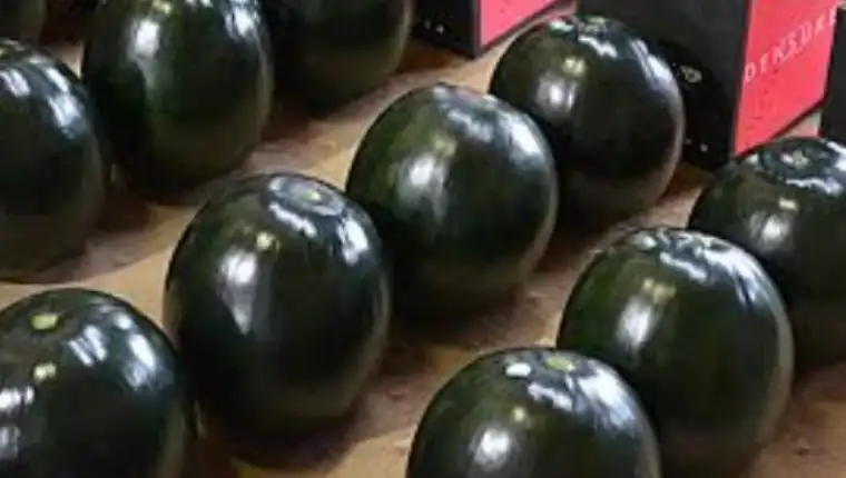 densuke lubenica 4