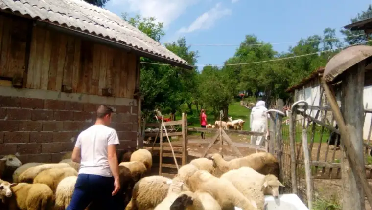 kurbani