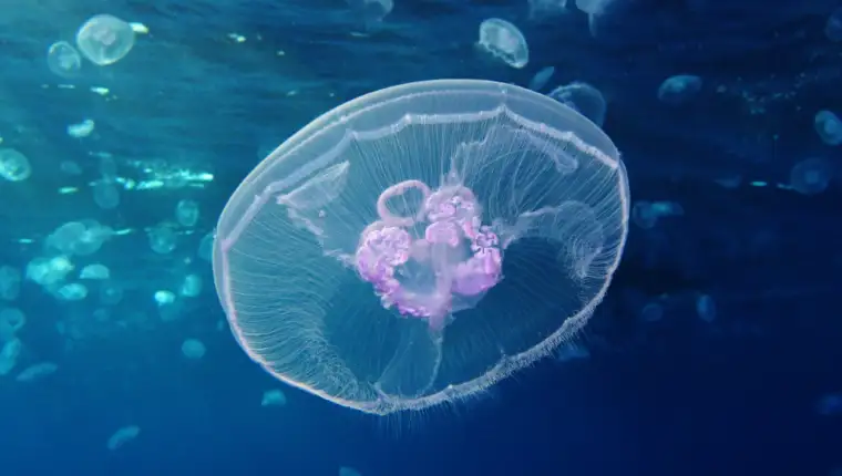 meduza1