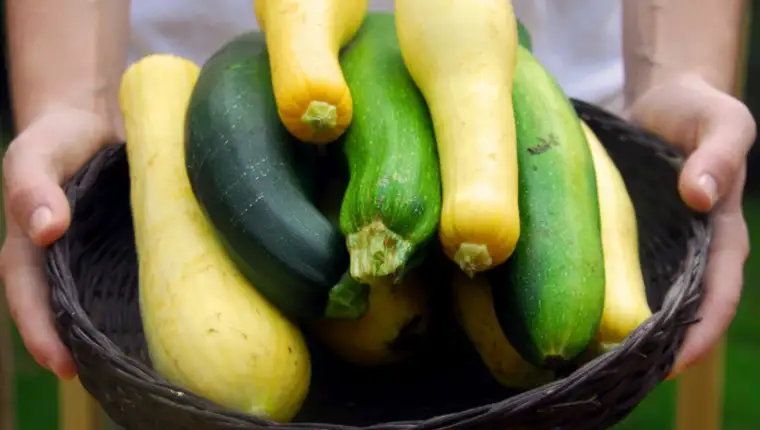 Basket of Fresh Squash