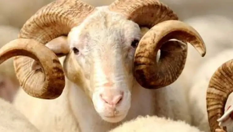 kurban bajram
