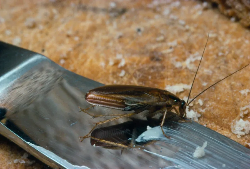 Pregnant female german cockroach