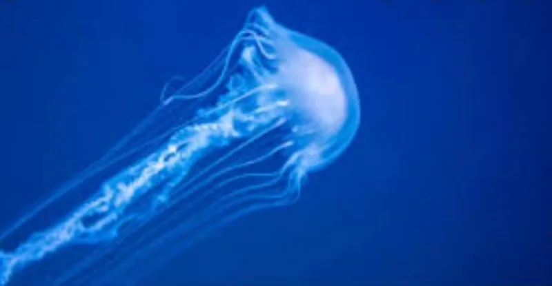 meduze 34