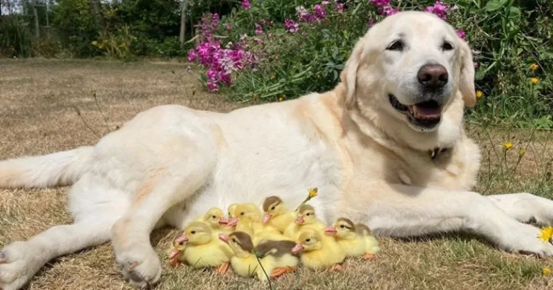 labrador