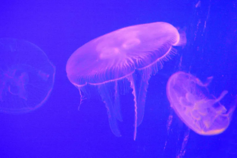 meduze