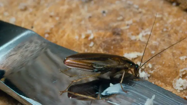 Pregnant female german cockroach