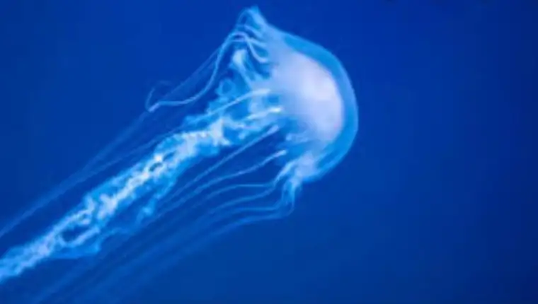 meduze 34