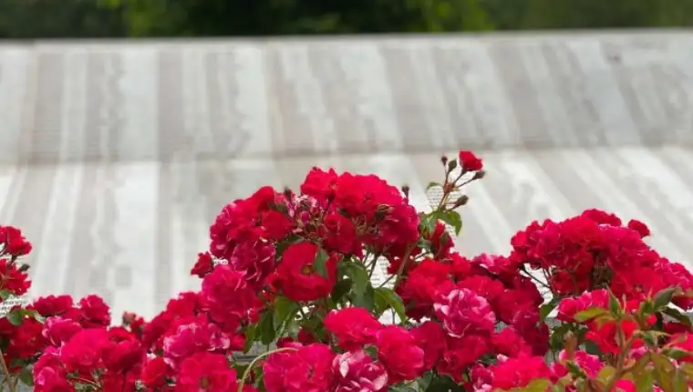 srebrenica genocid 4