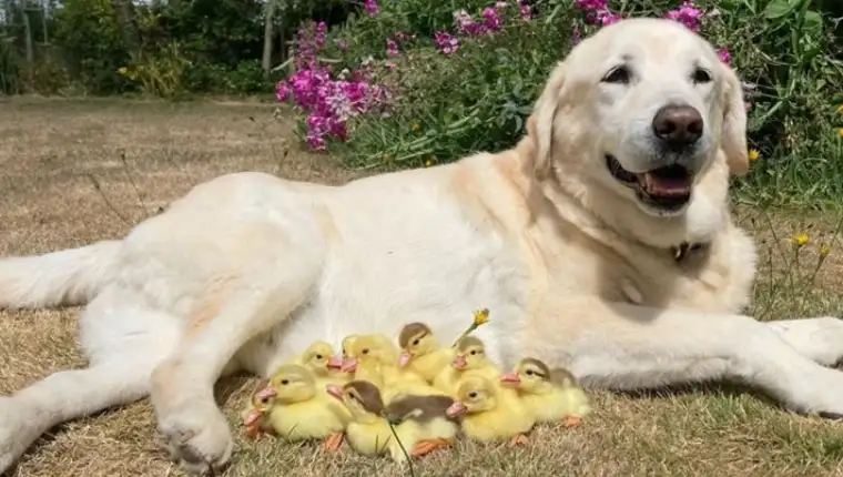 labrador