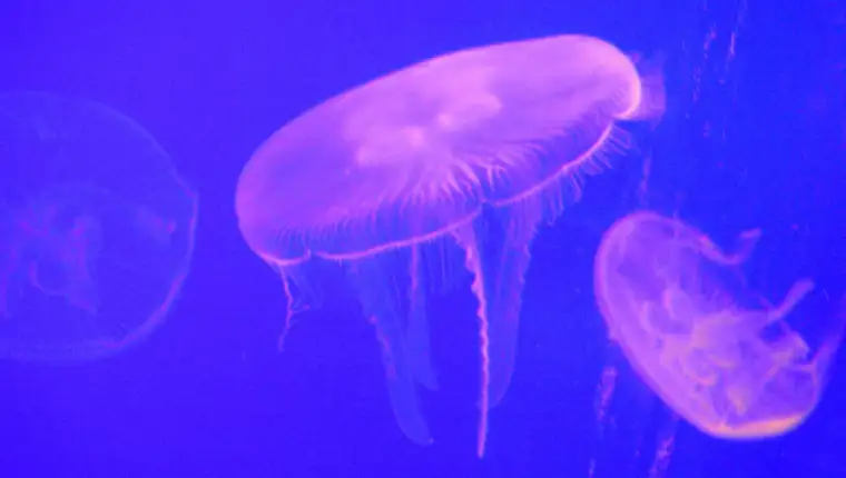 meduze
