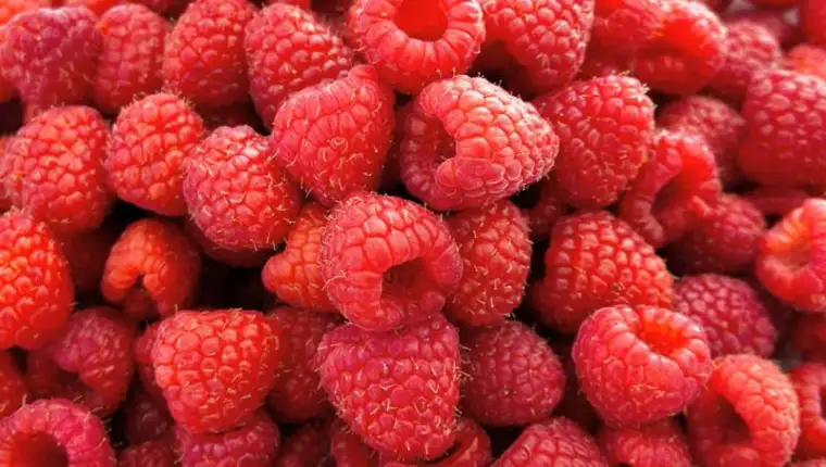 maline