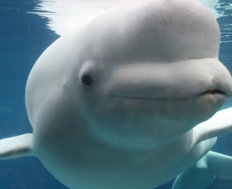 beluga kit 1