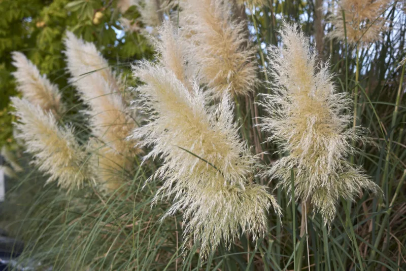 pampas1
