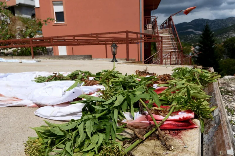 cetinje ubistvo