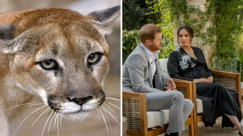 puma